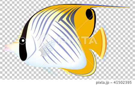 多刺的蝴蝶白色背景 多刺的蝴蝶白色背景 41502395