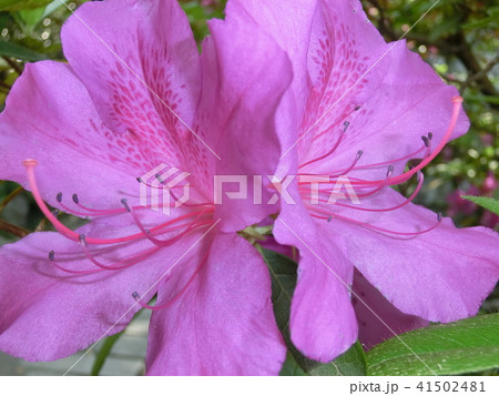 花 花 41502481