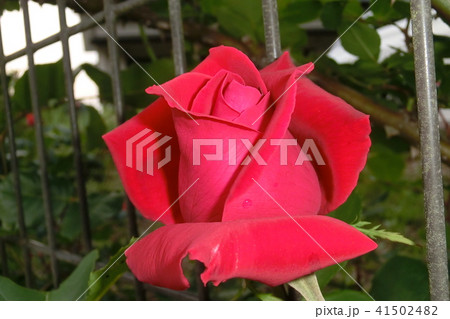 薔薇 薔薇 41502482