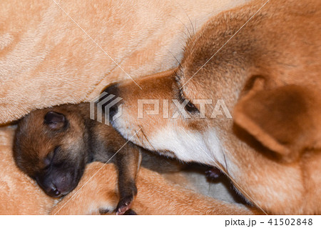 柴犬の母子 柴犬の母子 41502848