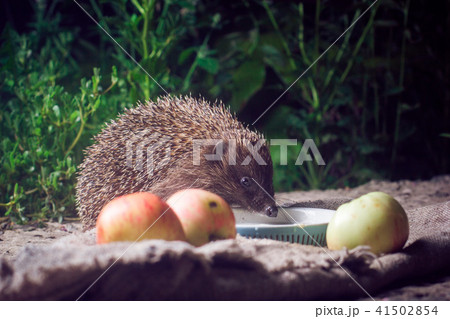 hedgehog grass night hedgehog grass night 41502854