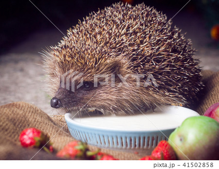 hedgehog grass night hedgehog grass night 41502858
