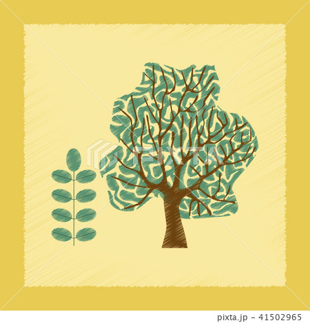 flat shading style Illustrations plant Acacia flat shading style Illustrations plant Acacia 41502965