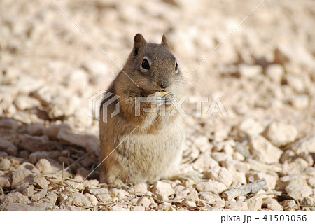 Golden-mantled Ground Squirrel eating 41503066