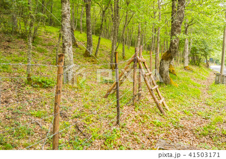 Double wooden ladder serving as a passage Double wooden ladder serving as a passage 41503171