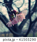 桜 41503290