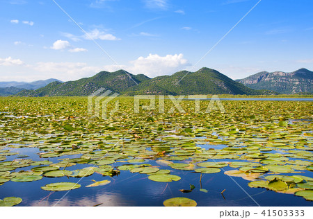 Skadar Lake National Park, Montenegro 41503333