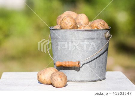 First harvest of potatoes in garden 41503547