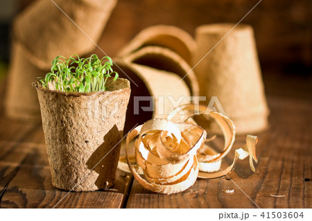 Potted seedlings growing in biodegradable peat mos 41503604