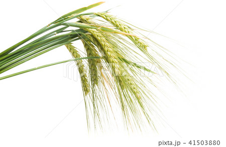 green ears of wheat isolated 41503880