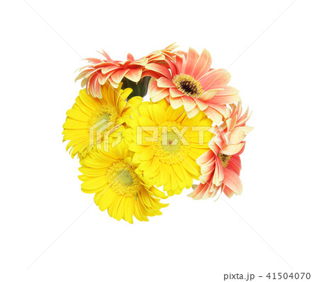ガーベラの花束の写真素材