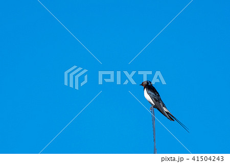 Beautiful summer bird - Barn Swallow Beautiful summer bird - Barn Swallow 41504243
