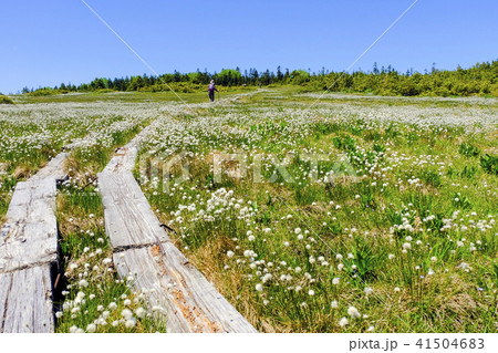 ワタスゲ咲く田代湿原3 ワタスゲ咲く田代湿原3 41504683