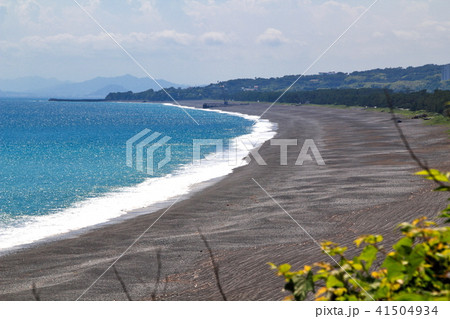高知県 琴ヶ浜 松原 41504934
