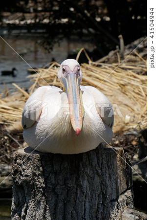 ペリカン 41504944
