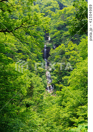 栃木県日光市 蛇王の滝(5月) 栃木県日光市 蛇王の滝(5月) 41504989