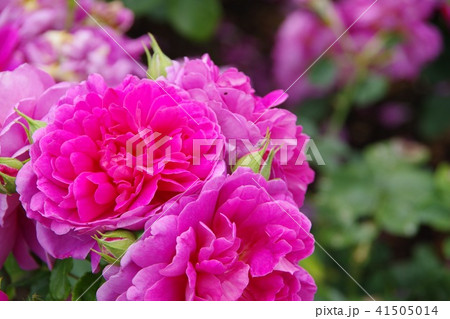 庭園に咲くピンクのバラ 庭園に咲くピンクのバラ 41505014