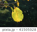 枝に残る枯れ葉 41505028