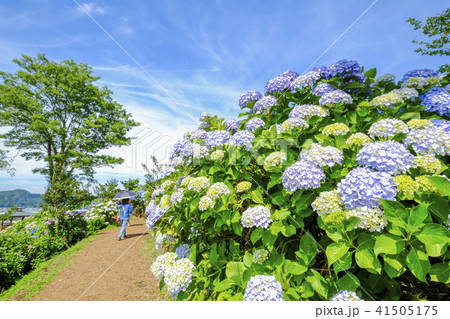 紫陽花の散歩道 41505175