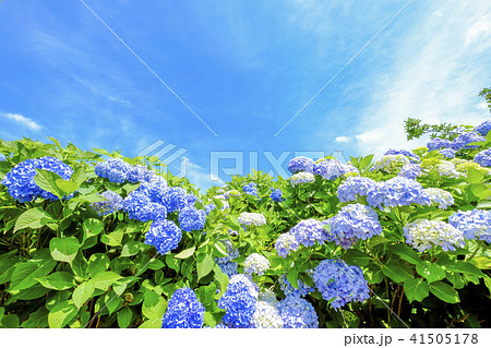 青い紫陽花と青空 41505178