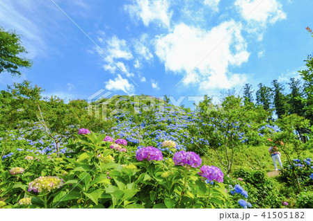 青い紫陽花の丘とピンクの紫陽花 青い紫陽花の丘とピンクの紫陽花 41505182
