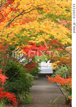 薬師寺　紅葉のトンネル　東京都足立区伊興 41505233