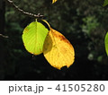 枝に残る枯れ葉 41505280