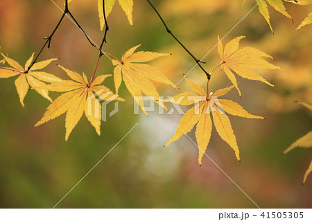 薬師寺 紅葉のクローズアップ 東京都足立区伊興 薬師寺 紅葉のクローズアップ 東京都足立区伊興 41505305