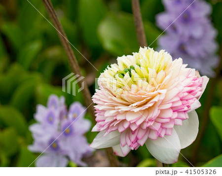 ハス スイレン 蓮 41505326