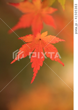 薬師寺 紅葉のクローズアップ 東京都足立区伊興 薬師寺 紅葉のクローズアップ 東京都足立区伊興 41505363