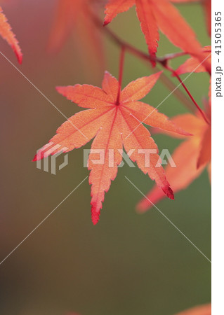 薬師寺 紅葉のクローズアップ 東京都足立区伊興 薬師寺 紅葉のクローズアップ 東京都足立区伊興 41505365