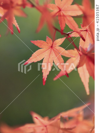 薬師寺　紅葉のクローズアップ　東京都足立区伊興 41505367