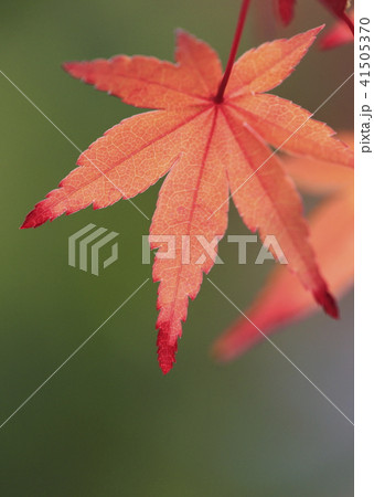 薬師寺 紅葉のクローズアップ 東京都足立区伊興 薬師寺 紅葉のクローズアップ 東京都足立区伊興 41505370