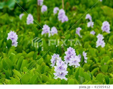 紫色 紫 パープル 41505412