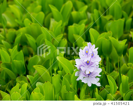 紫色 紫 パープル 41505421