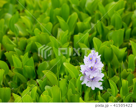 紫色 紫 パープル 41505422