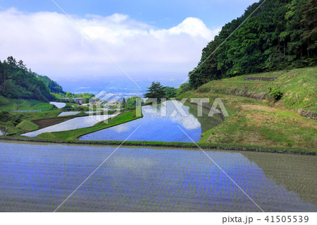 福島新田の棚田02 福島新田の棚田02 41505539