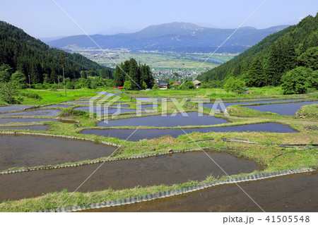 福島新田の棚田11 41505548