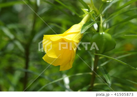 自然 植物 キバナキョウチクトウ 黄色い花と変わった形の果実 六月の石垣島 民家の庭先での写真素材