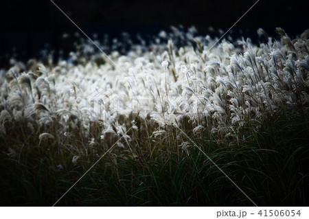 秋 夕焼け ススキ 41506054