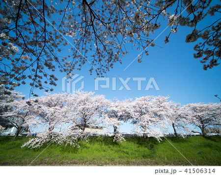 奈良佐保川沿いの桜並木 41506314