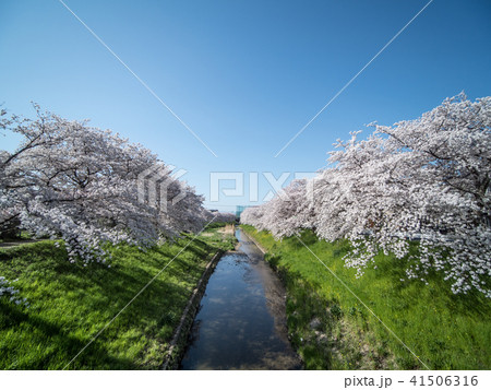奈良佐保川沿いの桜並木 41506316