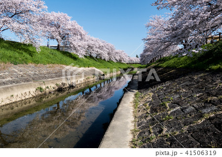 奈良佐保川沿いの桜並木 奈良佐保川沿いの桜並木 41506319