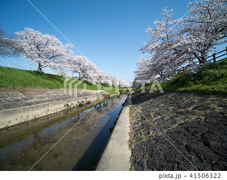 奈良佐保川沿いの桜並木 41506322
