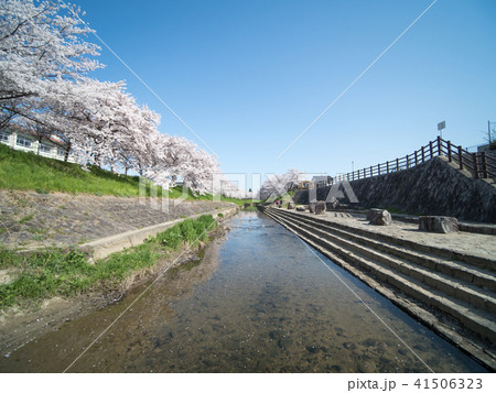奈良佐保川沿いの桜並木 41506323