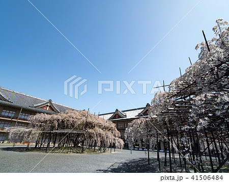 天理教協会本部のしだれ桜 天理教協会本部のしだれ桜 41506484