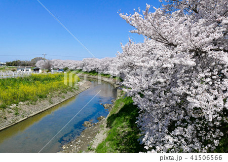 奈良県磯城郡田原本町西竹田の桜つづみ 奈良県磯城郡田原本町西竹田の桜つづみ 41506566