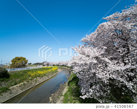 奈良県磯城郡田原本町西竹田の桜つづみ 41506567