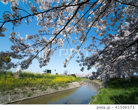 奈良県磯城郡田原本町西竹田の桜つづみ 41506573