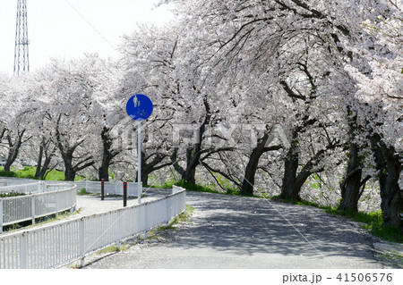 奈良県磯城郡田原本町西竹田の桜つづみ 奈良県磯城郡田原本町西竹田の桜つづみ 41506576